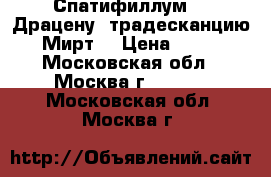 Спатифиллум, , Драцену, традесканцию, Мирт, › Цена ­ 400 - Московская обл., Москва г.  »    . Московская обл.,Москва г.